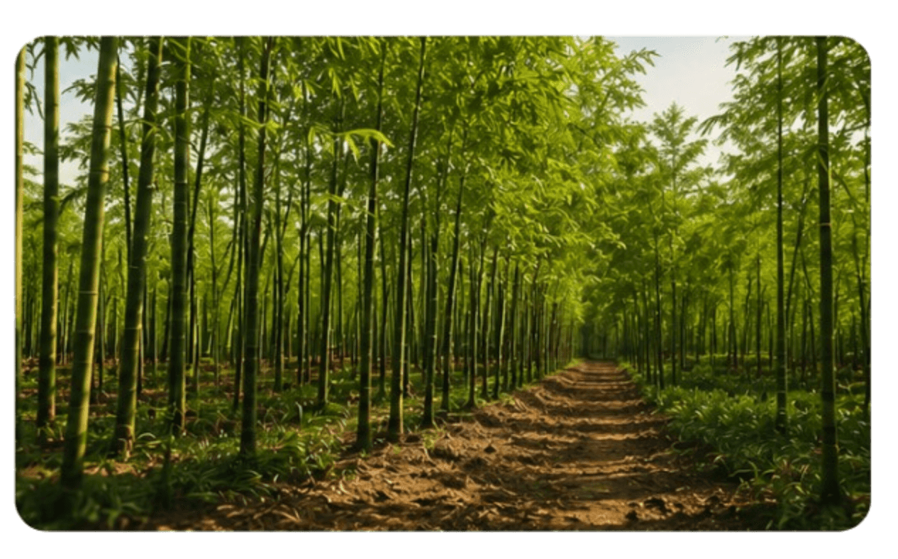 A rural path through cultivated fields
